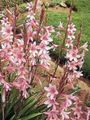 Photo Watsonia, Bugle Lily Garden Flowers growing and characteristics