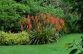 Photo Watsonia, Bugle Lily Garden Flowers growing and characteristics
