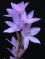 Foto Watsonia, Signalhorn Lilie Gartenblumen wächst und Merkmale