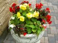 Photo Wax Begonia, Tuberous Begonia Garden Flowers growing and characteristics