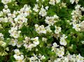 Photo Wax Begonias Garden Flowers growing and characteristics