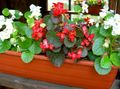 Photo Wax Begonias Garden Flowers growing and characteristics