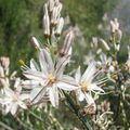 Photo White Asphodel Garden Flowers growing and characteristics