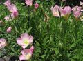 Photo White Buttercup, Pale Evening Primrose Garden Flowers growing and characteristics