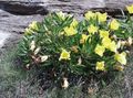 rumena Vrtno Cvetje Bela Zlatica, Bledo Svetlinovo, Oenothera značilnosti, fotografija