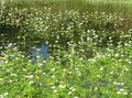 Photo White Water Buttercup Garden Flowers growing and characteristics
