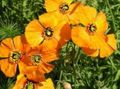 Photo Wind Poppy Garden Flowers growing and characteristics