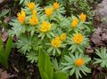 Photo Winter aconite Garden Flowers growing and characteristics