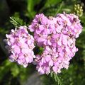 Photo Yarrow, Milfoil, Staunchweed, Sanguinary, Thousandleaf, Soldier's Woundwort Garden Flowers growing and characteristics