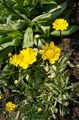 Foto Gelbe Gänseblümchen Gartenblumen wächst und Merkmale