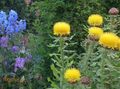 Foto Gelb Hardhead, Bighead Knapweed, Riesenflockenblume, Armenisch Basketflower, Zitrone Flusen Flockenblume  wächst und Merkmale