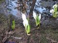 Photo Yellow skunk cabbage Garden Flowers growing and characteristics