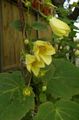 jaune les fleurs du jardin Cloches De Cire Jaune, Kirengeshoma palmata les caractéristiques, Photo