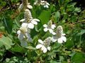 Foto Yerba Mansa, Falsche Anemone, Eidechsenschwanz Gartenblumen wächst und Merkmale