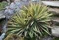 daudzkrāsains Dekoratīvie Augi Ādama Adatu, Spoonleaf Yucca, Adatas Palma lapu dekoratīvie augi, Yucca filamentosa raksturlielumi, Foto