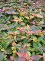 Photo Alternanthera Leafy Ornamentals growing and characteristics