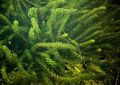 Photo Anacharis, Canadian Elodea, American Waterweed, Oxygen Weed Aquatic Plants growing and characteristics
