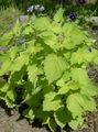 Photo Anise Hyssop, Licorice Mint Leafy Ornamentals growing and characteristics