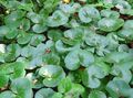 Photo Asarabacca, European Wild Ginger Leafy Ornamentals growing and characteristics