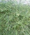 green Ornamental Plants Asparagus leafy ornamentals characteristics, Photo
