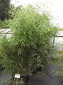 green Ornamental Plants Bamboo cereals, Phyllostachys characteristics, Photo