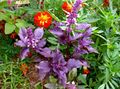 purple Ornamental Plants Basil leafy ornamentals, Ocimum basilicum characteristics, Photo