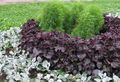 Photo Beef steak Plant Leafy Ornamentals growing and characteristics