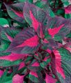 daudzkrāsains Liellopa Steiks Augs lapu dekoratīvie augi, Perilla raksturlielumi, Foto