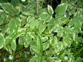 Photo Bishop's Weed, Goutweed, Ground Elder Leafy Ornamentals growing and characteristics