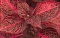 Photo Bloodleaf, Chicken Gizzard Leafy Ornamentals growing and characteristics