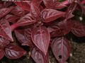 Photo Bloodleaf, Chicken Gizzard Leafy Ornamentals growing and characteristics