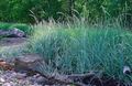 Photo Blue Lyme Grass, Sand Rye Grass Cereals growing and characteristics