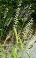 ღია მწვანე დეკორატიული მცენარეები Bottlebrush ბალახის მარცვლეული, Hystrix patula მახასიათებლები, სურათი