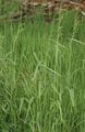 Foto Bowles Goldenen Gras, Goldhirse Gras, Vergoldetem Holz Hirse Getreide wächst und Merkmale