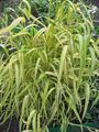 yellow Ornamental Plants Bowles Golden Grass, Golden Millet Grass, Golden Wood Millet cereals, Milium effusum characteristics, Photo
