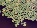 light green Brasenia, Water Shield aquatic plants characteristics, Photo