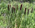 Photo Broadleaf Cattail, Bulrush, Cossack Asparagus, Flags, Reed Mace, Dwarf Cattail, Graceful Cattail Aquatic Plants growing and characteristics