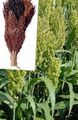 Foto Besen Mais Getreide wächst und Merkmale