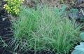 Photo Buffalo Grass Cereals growing and characteristics