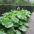 Photo Butterbur Leafy Ornamentals growing and characteristics