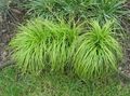 verde Le piante ornamentali Carex, Falasco graminacee caratteristiche, foto