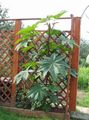 Photo Castor Bean, Caster Oil Plant, Mole Bean, Higuera Infernal Leafy Ornamentals growing and characteristics