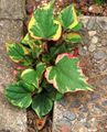Foto Chamäleonpflanze Dekorative-Laub wächst und Merkmale