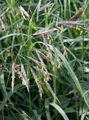 green Ornamental Plants Cheatgrass cereals, Bromus characteristics, Photo