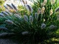 Photo Chinese fountain grass, Pennisetum Cereals growing and characteristics
