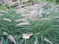 vert des plantes décoratives Chinois Herbe Fontaine, Pennisetum des céréales les caractéristiques, Photo
