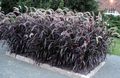 vineux des plantes décoratives Chinois Herbe Fontaine, Pennisetum des céréales les caractéristiques, Photo
