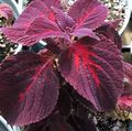 Photo Coleus, Flame Nettle, Painted Nettle Leafy Ornamentals growing and characteristics