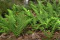 Photo Common polypody, Rock Polypody Ferns growing and characteristics