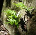 მწვანე დეკორატიული მცენარეები საერთო Polypody, როკ Polypody გვიმრები, Polypodium მახასიათებლები, სურათი